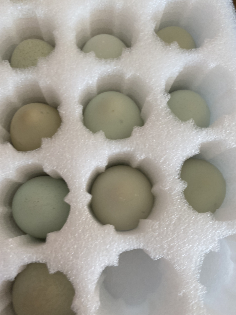 桃小淘 绿壳乌鸡蛋10枚 农家散养绿皮乌鸡蛋笨鸡蛋柴鸡蛋月子蛋 非