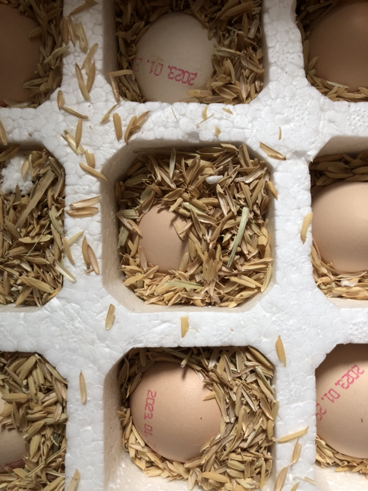 五个农民 12枚装 480g湖北三峡草鸡蛋 现捡现发土鸡蛋 农家自养晒单图