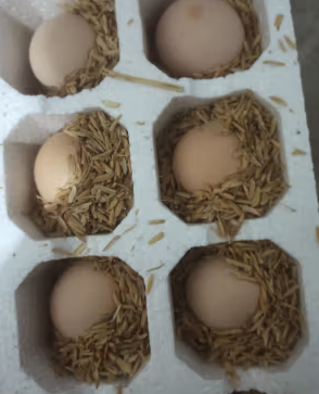 [农家自养]新鲜土鸡蛋 40枚 草鸡蛋(破损必赔)农家土鸡蛋 陈小四水果(均蛋40g)晒单图