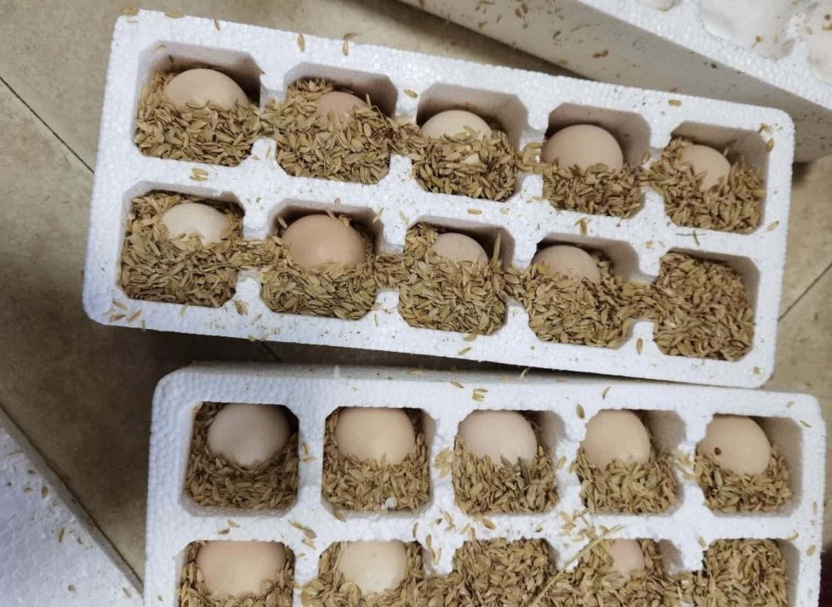 桃小淘 新鲜土鸡蛋30枚 正宗农家散养笨鸡蛋柴鸡蛋草鸡蛋 非鹌鹑蛋鸭蛋鹅蛋变蛋晒单图