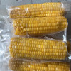 谷本粮农 黄糯玉米200gx8根 非转基因鲜食粘糯黄玉米棒晒单图