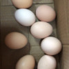 [五个农民] 10枚装 400g农家散养草鸡蛋 现捡现发土鸡蛋 营养美味晒单图