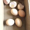 [五个农民] 10枚装 400g农家散养草鸡蛋 现捡现发土鸡蛋 营养美味晒单图