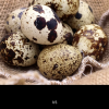 [西沛生鲜]特产鹌鹑蛋 100枚 农家杂粮生态蛋孕妇宝宝辅食正宗土特产生蛋晒单图