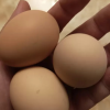 [五个农民]无抗富硒蛋 30枚装 土鸡蛋 新鲜鸡蛋 生鲜礼盒富硒蛋 顺丰速运晒单图