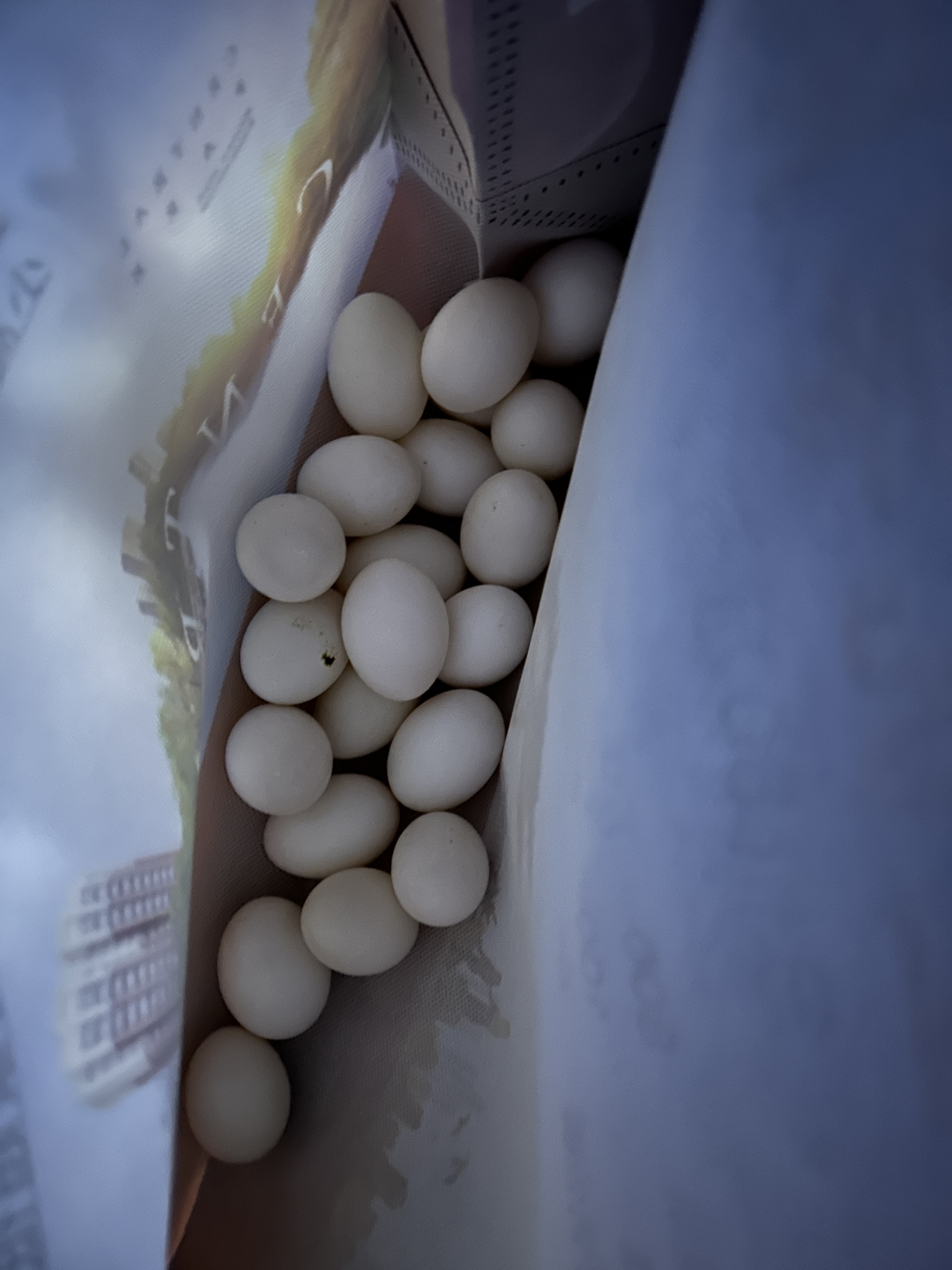 [西沛生鲜]新鲜鸽子蛋 50枚 17-22g/个 农家散养杂粮土鸽蛋白鸽蛋宝宝辅食鲜蛋晒单图