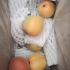 陕西大黄杏 3斤 酸甜大杏子 新鲜时令水果产地精选 陈小四水果晒单图