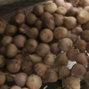 鲜贝达 云南独头蒜[干蒜]3斤中果[2.5-2.8]大蒜晒单图