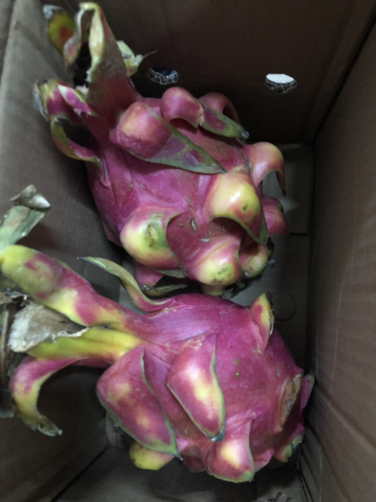 [西沛生鲜]越南进口 白心火龙果 净重3斤 单果300-500g 新鲜当季水果 孕妇宝宝晒单图