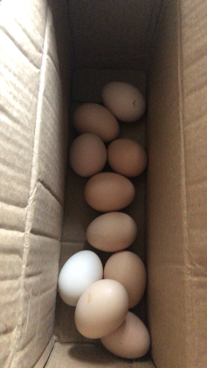 [西沛生鲜]新鲜 谷物蛋 10枚装 农家散养新鲜正宗草鸡蛋笨柴鸡蛋孕妇月子蛋整箱禽蛋晒单图