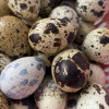 [西沛生鲜]新鲜鹌鹑蛋 100枚 农家杂粮生态蛋孕妇宝宝辅食正宗土特产生蛋晒单图