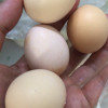 五个农民 40枚装 1600g农家草鸡蛋 现捡现发土鸡蛋 农家自养 新鲜营养晒单图