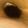 2024年新茶春茶安徽天方硒茶茶叶 50g一级 袋装绿茶 石台硒茶[天然含硒]晒单图
