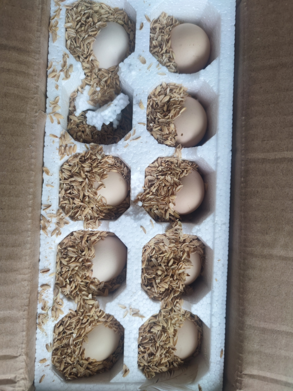 农家田园新鲜土鸡蛋30枚 杂粮喂养笨鸡蛋草鸡蛋晒单图