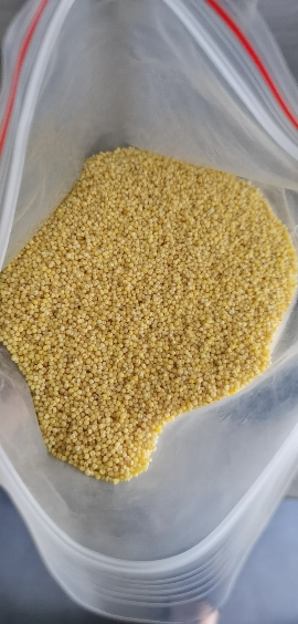 新米山西黄小米 新食用小黄米月子米宝宝米农家杂粮 黄小米2斤装晒单图