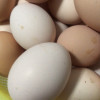 五彩小淘 新鲜土鸡蛋40枚 现采现发 破损包赔 土鸡蛋笨鸡蛋柴鸡蛋 生鲜晒单图