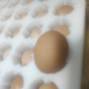 [五个农民]现捡现发 营养丰富 皖南九华山散养土鸡蛋30枚晒单图