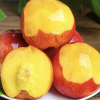 新鲜油桃 5斤 桃子 黄心油桃 新鲜水果 生鲜水果 陈小四水果 特产晒单图
