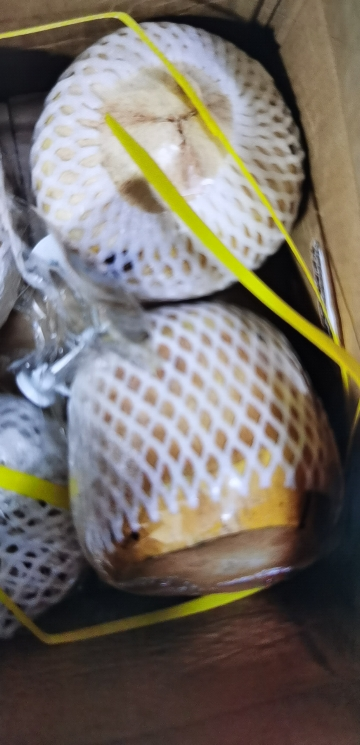 [西沛生鲜]海南椰青 当季热带水果 水果椰子 6个装(2-3斤/个) 现摘现发 营养美味 清甜可口 西沛晒单图