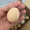 [苏鲜生] 新鲜谷物蛋 20 枚装 农家散养新鲜正宗草鸡蛋笨柴鸡蛋孕妇月子蛋整箱禽蛋晒单图