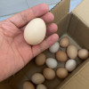 [苏鲜生] 新鲜谷物蛋 20 枚装 农家散养新鲜正宗草鸡蛋笨柴鸡蛋孕妇月子蛋整箱禽蛋晒单图