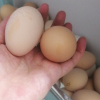 [西沛生鲜] 新鲜富硒鸡蛋 30枚 散养土鸡蛋 柴鸡蛋笨鸡蛋草鸡蛋整箱晒单图