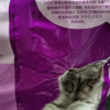 伟嘉全价成猫猫粮 吞拿鱼及三文鱼味3.6kg 宠物猫粮 布偶蓝猫橘猫加菲英短猫咪猫干粮晒单图