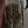 天方瓶装金银花35g 金银花 花草茶 天方茶叶金银花蕾晒单图