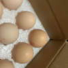 五个农民 12枚装 480g湖北三峡草鸡蛋 现捡现发土鸡蛋 农家自养晒单图