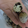 桃小淘 新鲜生鹌鹑蛋50枚 农家散养 非鸡蛋鹅蛋鸽子蛋鸭蛋晒单图