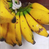 鲜木 广西小米蕉 自然熟芭蕉皇帝蕉苹果蕉 牛奶小米香蕉 新鲜当季水果精选5斤装晒单图