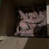 [西沛生鲜]海南新鲜冰淇淋紫薯 带箱5斤 单果1-3两 新鲜农家沙地超甜地瓜山芋晒单图
