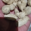 姚生记咸干花生500g/袋休闲整装即食下酒菜零食小吃休闲食品晒单图