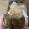 [西沛生鲜]海南小椰皇 热带特产 老椰子 6个装 黑壳椰皇 西沛晒单图