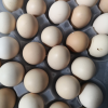 新鲜土鸡蛋50枚农家散养纯农村自养天然草鸡蛋笨鸡蛋晒单图