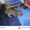 伟嘉全价成猫猫粮 海洋鱼味10kg 宠物猫粮 布偶蓝猫橘猫加菲英短猫咪猫干粮晒单图