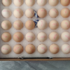 [可生食 出口级]晋龙 新鲜鸡蛋30枚可生食六无蛋鸡蛋晒单图