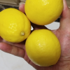 [西沛生鲜]南非进口新鲜黄柠檬 4个装 单果130-150g香味浓郁 皮薄多汁 新鲜水果晒单图