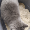 pidan猫砂豆腐猫砂2.4kg*4包 低尘豆腐猫砂除臭可冲马桶猫咪用品晒单图