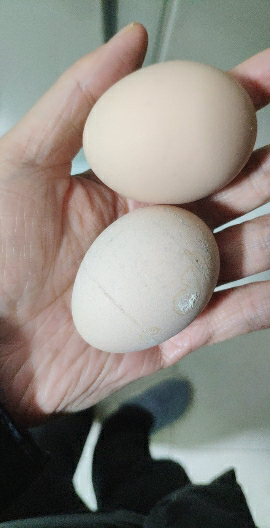 [西沛生鲜]新鲜虫草乌鸡蛋 30枚 散养土鸡蛋 柴鸡蛋笨鸡蛋草鸡蛋整箱晒单图
