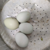 [西沛生鲜]新鲜绿壳鸡蛋 30枚装 农家散养新鲜正宗草鸡蛋笨柴鸡蛋孕妇月子蛋整箱禽蛋晒单图