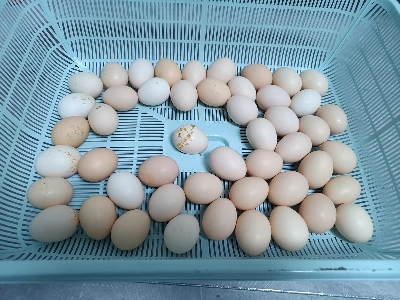 桃小淘 40枚农家生态正宗土鸡蛋 新鲜草鸡蛋笨鸡蛋晒单图