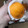 [西沛生鲜]四川不知火柑橘 净重5斤中果 果径65-75mm 箱装 丑橘 橘子 新鲜应季水果 西沛晒单图