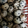 [西沛生鲜]新鲜鹌鹑蛋 100枚 农家杂粮生态蛋孕妇宝宝辅食正宗土特产生蛋晒单图