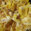[西沛生鲜]海南黄肉菠萝蜜 新鲜水果 香甜可口 1个 净重25-30斤装 西沛水果晒单图