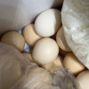 [农家自养]新鲜土鸡蛋 10枚 草鸡蛋(破损必赔)农家土鸡蛋 陈小四水果(均蛋40g)晒单图