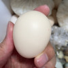[农家自养]新鲜土鸡蛋 10枚 草鸡蛋(破损必赔)农家土鸡蛋 陈小四水果(均蛋40g)晒单图