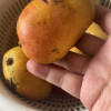 [西沛生鲜]新鲜小台芒果 净重5斤装 中果 单果90-130g 新鲜水果 香甜可口晒单图