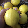 [西沛生鲜]南非进口新鲜黄柠檬 10个装 单果130-150g香味浓郁 皮薄多汁 新鲜水果晒单图