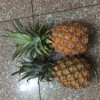 [西沛生鲜]海南金钻凤梨 带箱3斤 中果 1-2个装 当季热带水果 香甜可口 产地直发 西沛晒单图